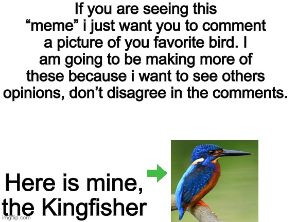 Bird Comments | If you are seeing this “meme” i just want you to comment a picture of you favorite bird. I am going to be making more of these because i want to see others opinions, don’t disagree in the comments. Here is mine, the Kingfisher | image tagged in bird,comment,dont argue | made w/ Imgflip meme maker