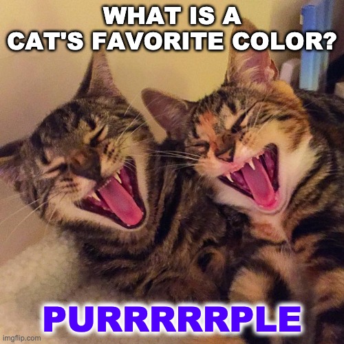 cat's favourite color | WHAT IS A CAT'S FAVORITE COLOR? PURRRRRPLE | image tagged in cats smiling,funny memes,funny cats,dumb,dad jokes | made w/ Imgflip meme maker