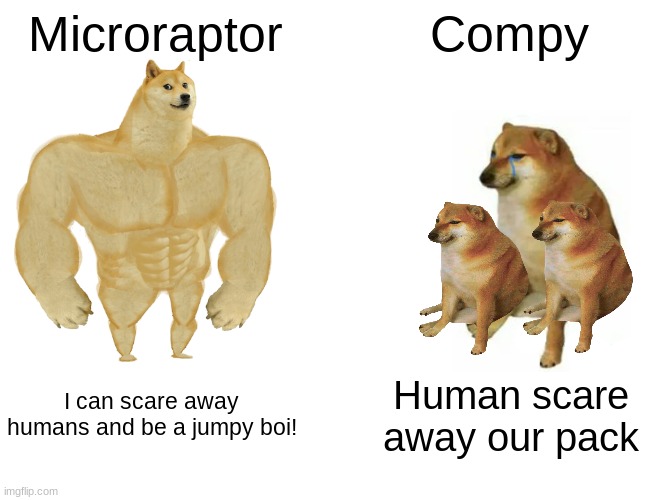 Buff Doge vs. Cheems Meme | Microraptor; Compy; I can scare away humans and be a jumpy boi! Human scare away our pack | image tagged in memes,buff doge vs cheems | made w/ Imgflip meme maker
