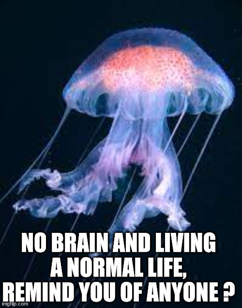No brainer | NO BRAIN AND LIVING A NORMAL LIFE, REMIND YOU OF ANYONE ? | image tagged in funny,fun,funny memes,brain,covidiots,morons | made w/ Imgflip meme maker