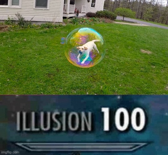 Dog inside of a bubble | image tagged in illusion 100,dogs,dog,bubble,optical illusion,memes | made w/ Imgflip meme maker