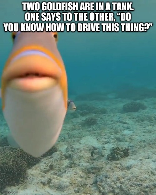 staring fish | TWO GOLDFISH ARE IN A TANK.
ONE SAYS TO THE OTHER, “DO YOU KNOW HOW TO DRIVE THIS THING?” | image tagged in staring fish | made w/ Imgflip meme maker