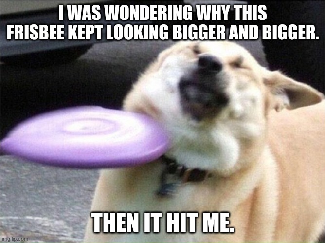 Dog hit by frisbee | I WAS WONDERING WHY THIS FRISBEE KEPT LOOKING BIGGER AND BIGGER. THEN IT HIT ME. | image tagged in dog hit by frisbee | made w/ Imgflip meme maker