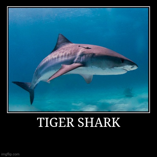 Tiger Shark | image tagged in demotivationals,shark | made w/ Imgflip demotivational maker