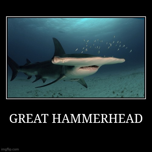 Great Hammerhead | image tagged in demotivationals,shark | made w/ Imgflip demotivational maker