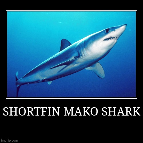 Shortfin Mako Shark | image tagged in demotivationals,shark | made w/ Imgflip demotivational maker