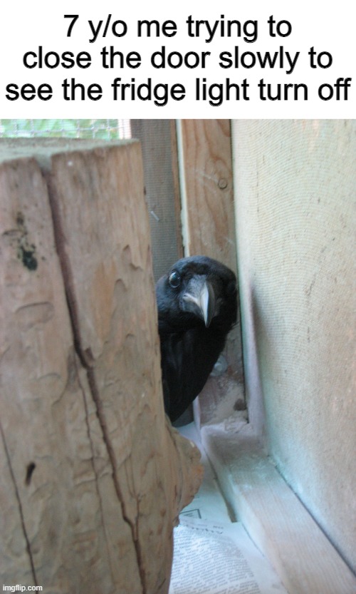 I still do this lol | 7 y/o me trying to close the door slowly to see the fridge light turn off | image tagged in peekaboo crow | made w/ Imgflip meme maker