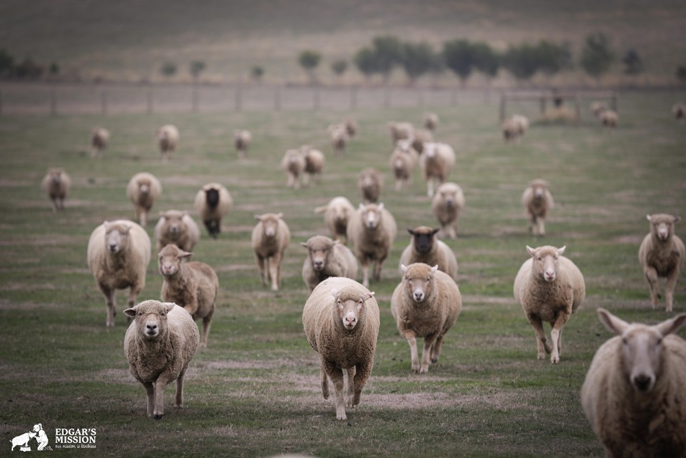 running sheep kicks man in barn