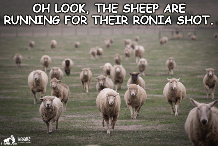 Running Sheep | OH LOOK, THE SHEEP ARE RUNNING FOR THEIR RONIA SHOT. | image tagged in running sheep | made w/ Imgflip meme maker