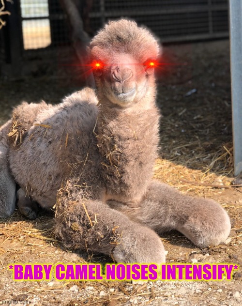 *BABY CAMEL NOISES INTENSIFY* | made w/ Imgflip meme maker