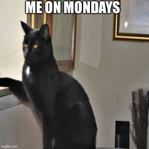 The casual | ME ON MONDAYS | image tagged in funny memes | made w/ Imgflip meme maker