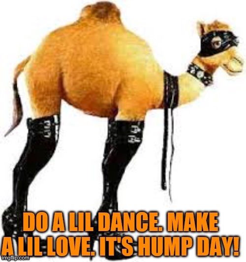 Happy Hump Day, SexStream :) | image tagged in happy hump day,repost,hump day,camel | made w/ Imgflip meme maker