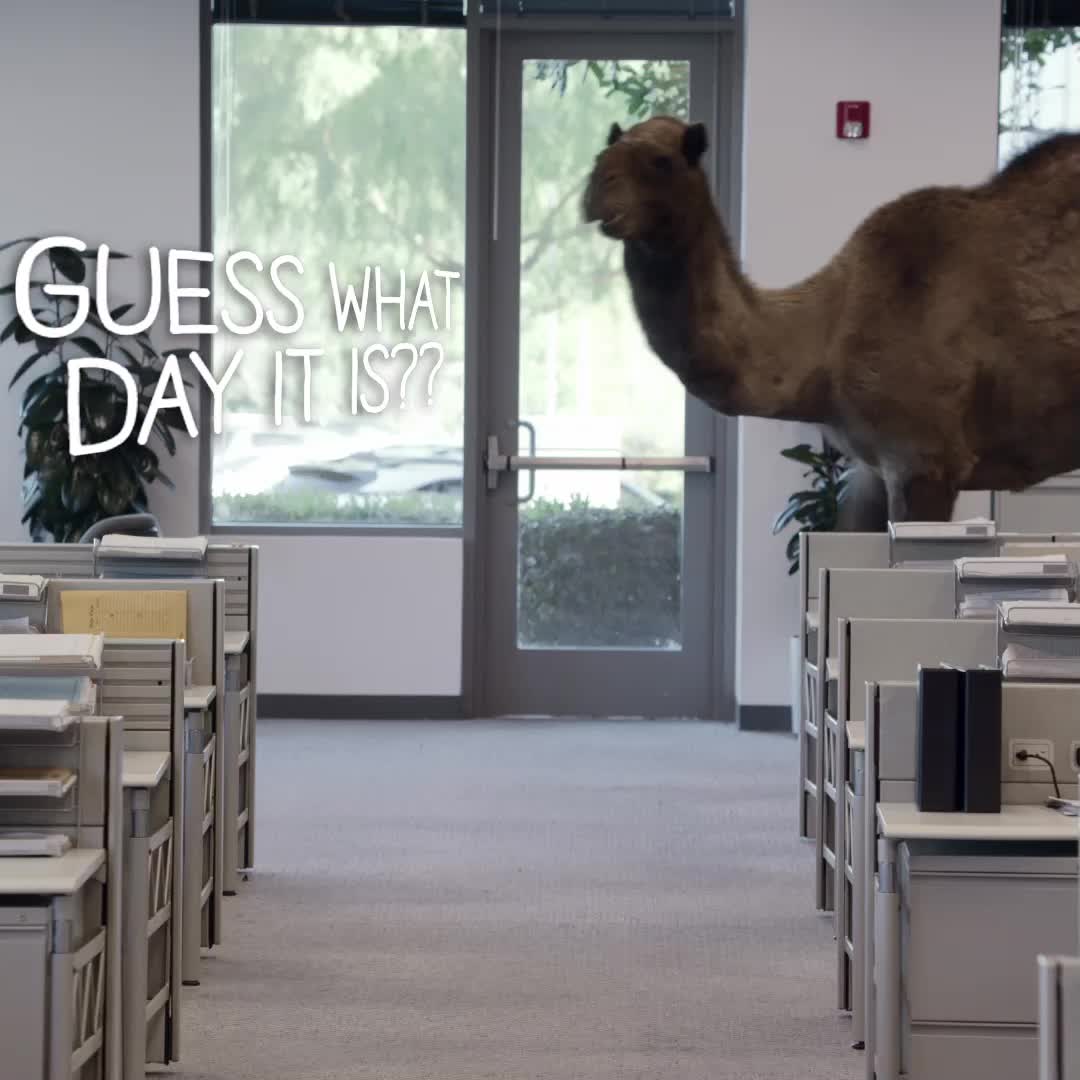 Happy Hump Day Guess what day it is Blank Meme Template
