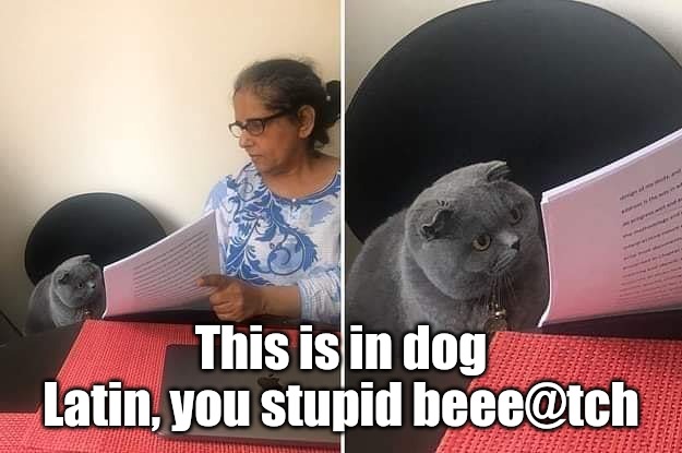 Cats can't read dog Latin | This is in dog Latin, you stupid beee@tch | image tagged in woman showing paper to cat | made w/ Imgflip meme maker