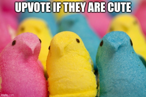 peeps | UPVOTE IF THEY ARE CUTE | image tagged in peeps | made w/ Imgflip meme maker