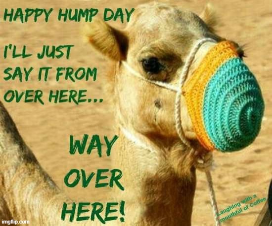Happy Hump Day face mask edition | image tagged in happy hump day face mask edition | made w/ Imgflip meme maker