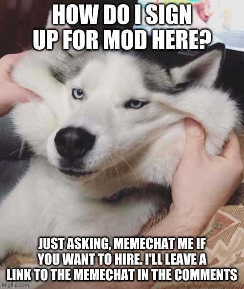 memechat me | HOW DO I SIGN UP FOR MOD HERE? JUST ASKING, MEMECHAT ME IF YOU WANT TO HIRE. I'LL LEAVE A LINK TO THE MEMECHAT IN THE COMMENTS | image tagged in unsatisfied doggo | made w/ Imgflip meme maker
