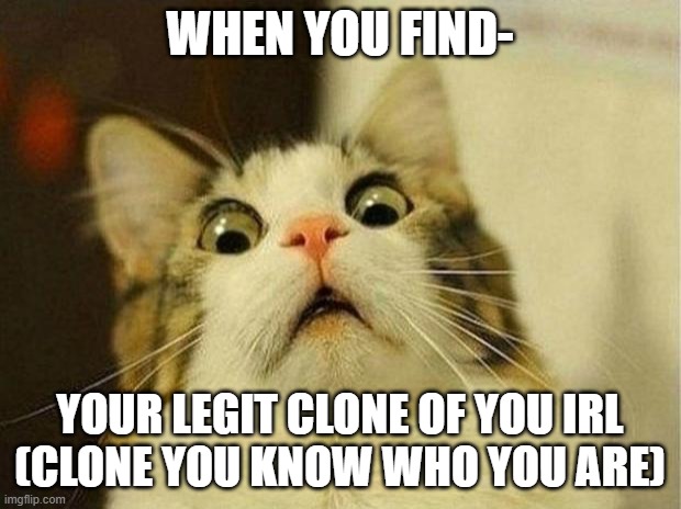 Scared Cat Meme | WHEN YOU FIND-; YOUR LEGIT CLONE OF YOU IRL
(CLONE YOU KNOW WHO YOU ARE) | image tagged in memes,scared cat | made w/ Imgflip meme maker