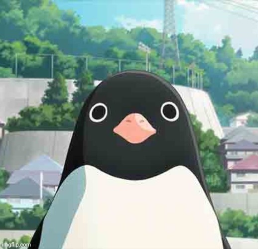 Penguin highway stare | image tagged in penguin highway stare | made w/ Imgflip meme maker
