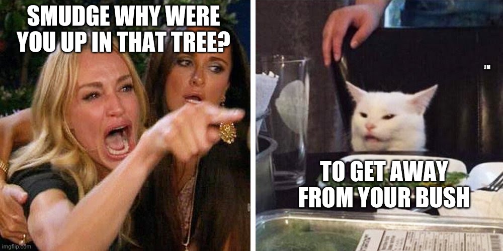 Smudge the cat | SMUDGE WHY WERE YOU UP IN THAT TREE? J M; TO GET AWAY FROM YOUR BUSH | image tagged in smudge the cat | made w/ Imgflip meme maker
