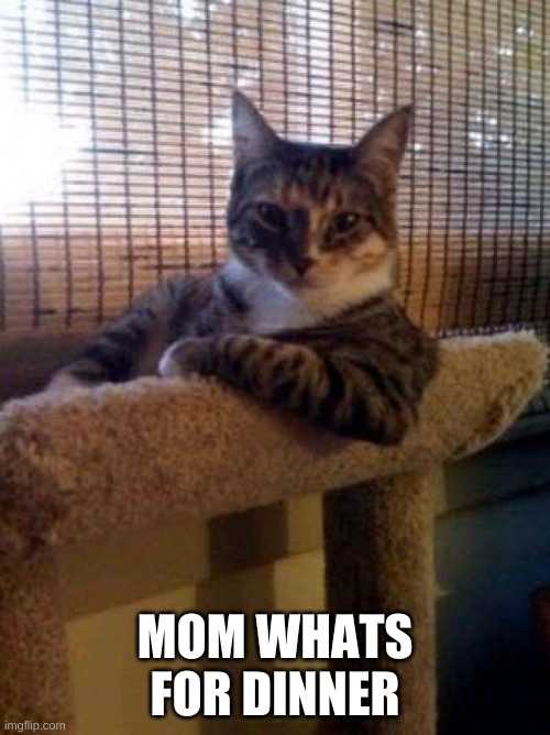 The Most Interesting Cat In The World | MOM WHATS FOR DINNER | image tagged in memes,the most interesting cat in the world,cat,cats,funny cats,cute cats | made w/ Imgflip meme maker