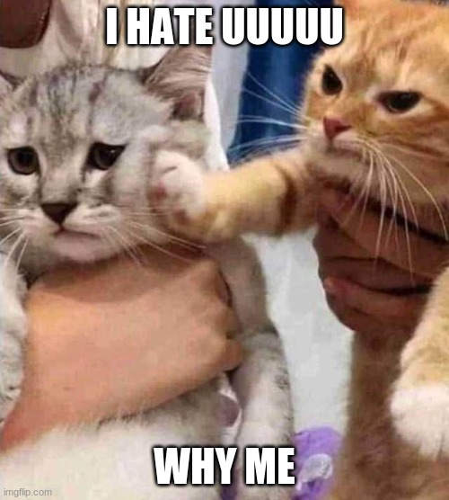 Kitten pushes other kitten. | I HATE UUUUU; WHY ME | image tagged in kitten pushes other kitten | made w/ Imgflip meme maker