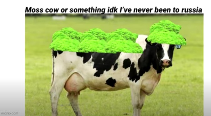 mossed cow, soviets forever!!!! | image tagged in russia,lol,mossed cow,xd,lols | made w/ Imgflip meme maker