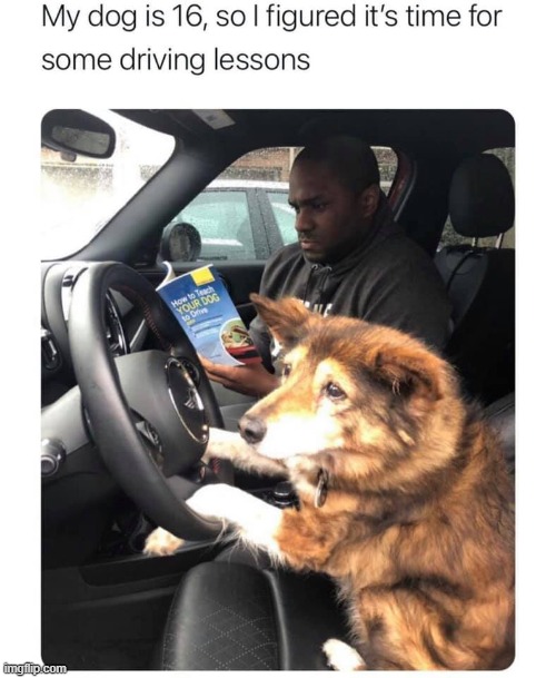 lol | image tagged in repost,dog,driving,lesson,dogs,funny dogs | made w/ Imgflip meme maker