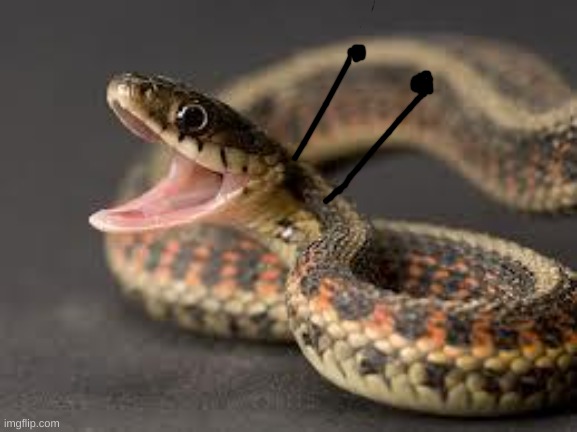 Warning Snake | image tagged in warning snake | made w/ Imgflip meme maker