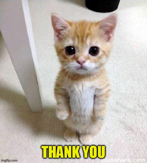 Cute Cat Meme | THANK YOU | image tagged in memes,cute cat | made w/ Imgflip meme maker