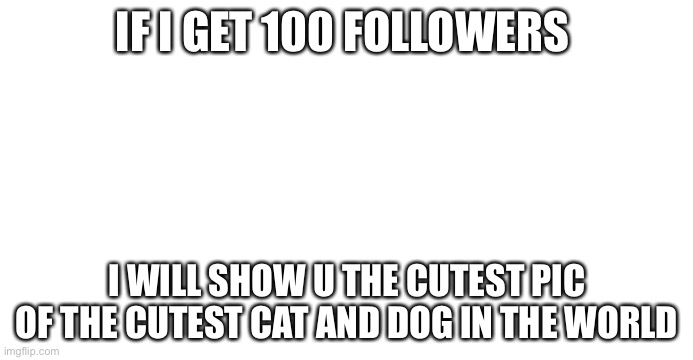 IF I GET 100 FOLLOWERS; I WILL SHOW U THE CUTEST PIC OF THE CUTEST CAT AND DOG IN THE WORLD | image tagged in please | made w/ Imgflip meme maker