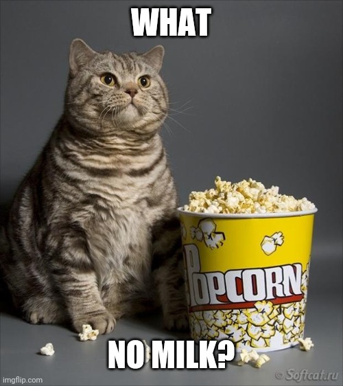 Cat eating popcorn | WHAT; NO MILK? | image tagged in cat eating popcorn | made w/ Imgflip meme maker