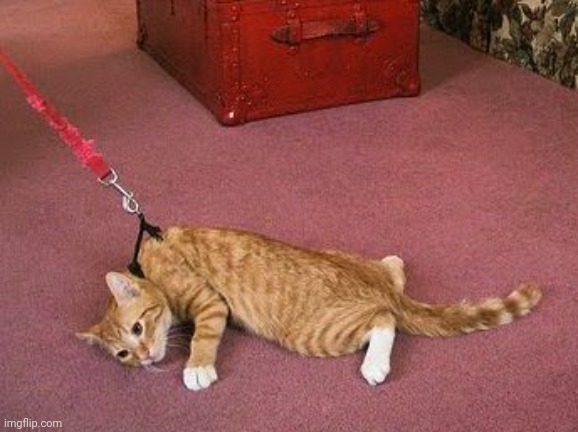 leash cat | image tagged in leash cat | made w/ Imgflip meme maker