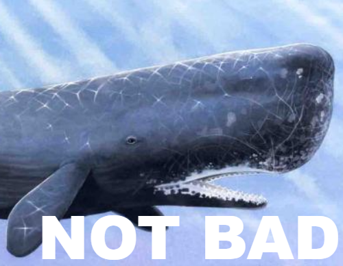 High Quality Not bad sperm whale Blank Meme Template