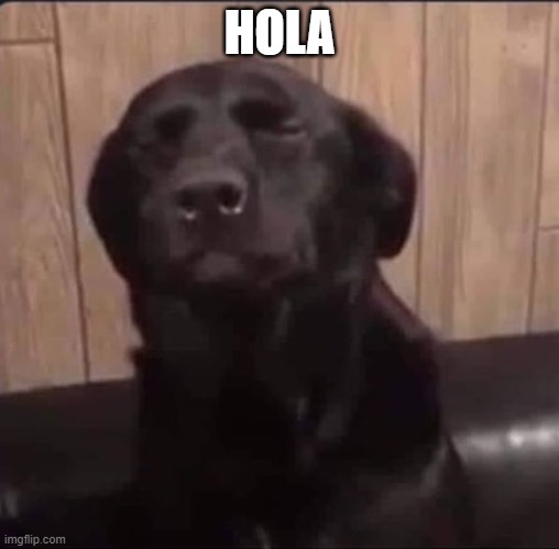 Hola Dios | HOLA | image tagged in hola dios | made w/ Imgflip meme maker