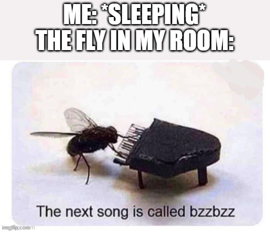 ._. | ME: *SLEEPING*
THE FLY IN MY ROOM: | image tagged in bzzbzz,meme,not a,gif | made w/ Imgflip meme maker