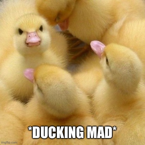 Ducking Mad | *DUCKING MAD* | image tagged in ducking mad | made w/ Imgflip meme maker