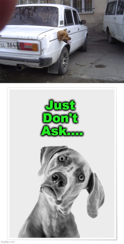 It's a Dog's World | Just 
Don't 
Ask.... | image tagged in fun,funny,funny dogs,lol | made w/ Imgflip meme maker