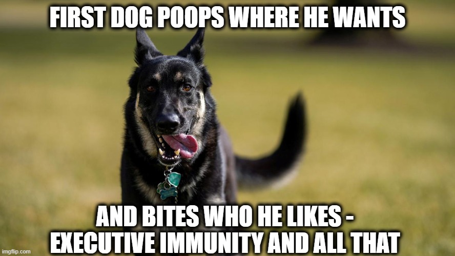BIDEN DOG-1 | FIRST DOG POOPS WHERE HE WANTS AND BITES WHO HE LIKES - EXECUTIVE IMMUNITY AND ALL THAT | image tagged in biden dog-1 | made w/ Imgflip meme maker