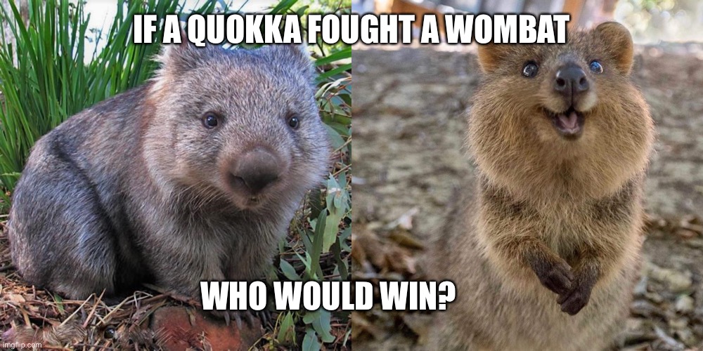 Wombat v. Quokka |  IF A QUOKKA FOUGHT A WOMBAT; WHO WOULD WIN? | image tagged in wombat,quokka wow | made w/ Imgflip meme maker