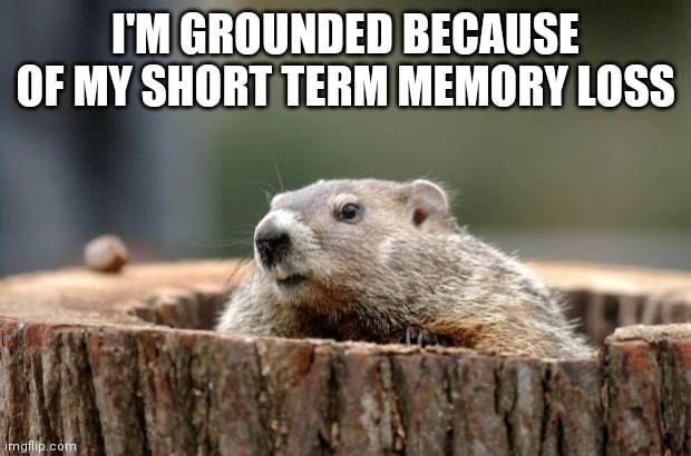 Groundhog | I'M GROUNDED BECAUSE OF MY SHORT TERM MEMORY LOSS | image tagged in groundhog | made w/ Imgflip meme maker