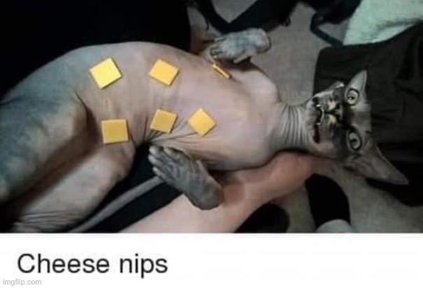 cheese nips | image tagged in cheese nips,cheese,nipples,cats,cat,repost | made w/ Imgflip meme maker