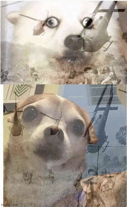 image tagged in vietnam dog,ptsd chihuahua | made w/ Imgflip meme maker