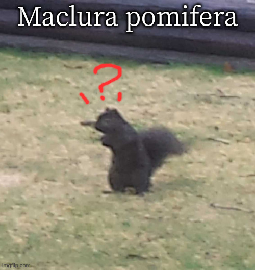 Squirrel! | Maclura pomifera | image tagged in squirrel | made w/ Imgflip meme maker