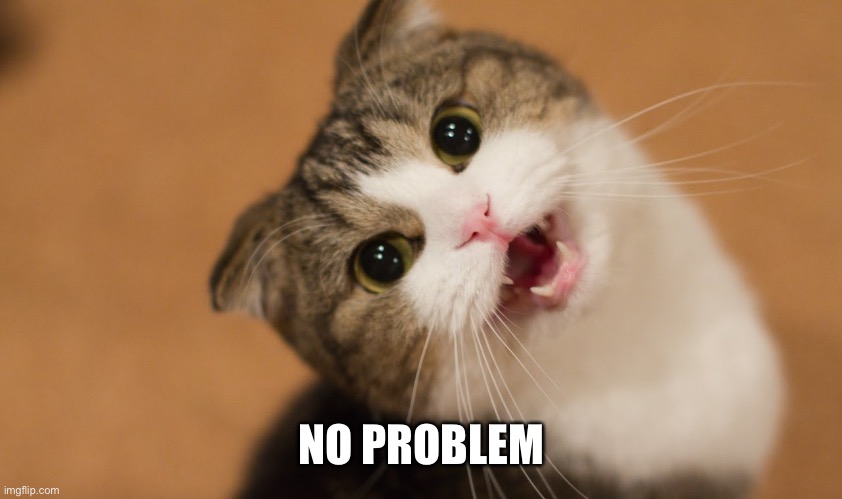 no problem cat | NO PROBLEM | image tagged in no problem cat | made w/ Imgflip meme maker