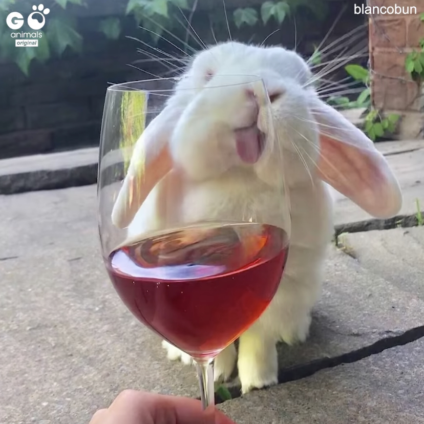 High Quality Bunny and wine Blank Meme Template