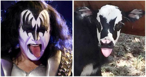 Cow looks like Gene Simmons from Kiss Blank Meme Template