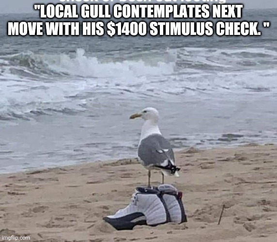 Poverty rises | "LOCAL GULL CONTEMPLATES NEXT MOVE WITH HIS $1400 STIMULUS CHECK. " | image tagged in stimulus | made w/ Imgflip meme maker