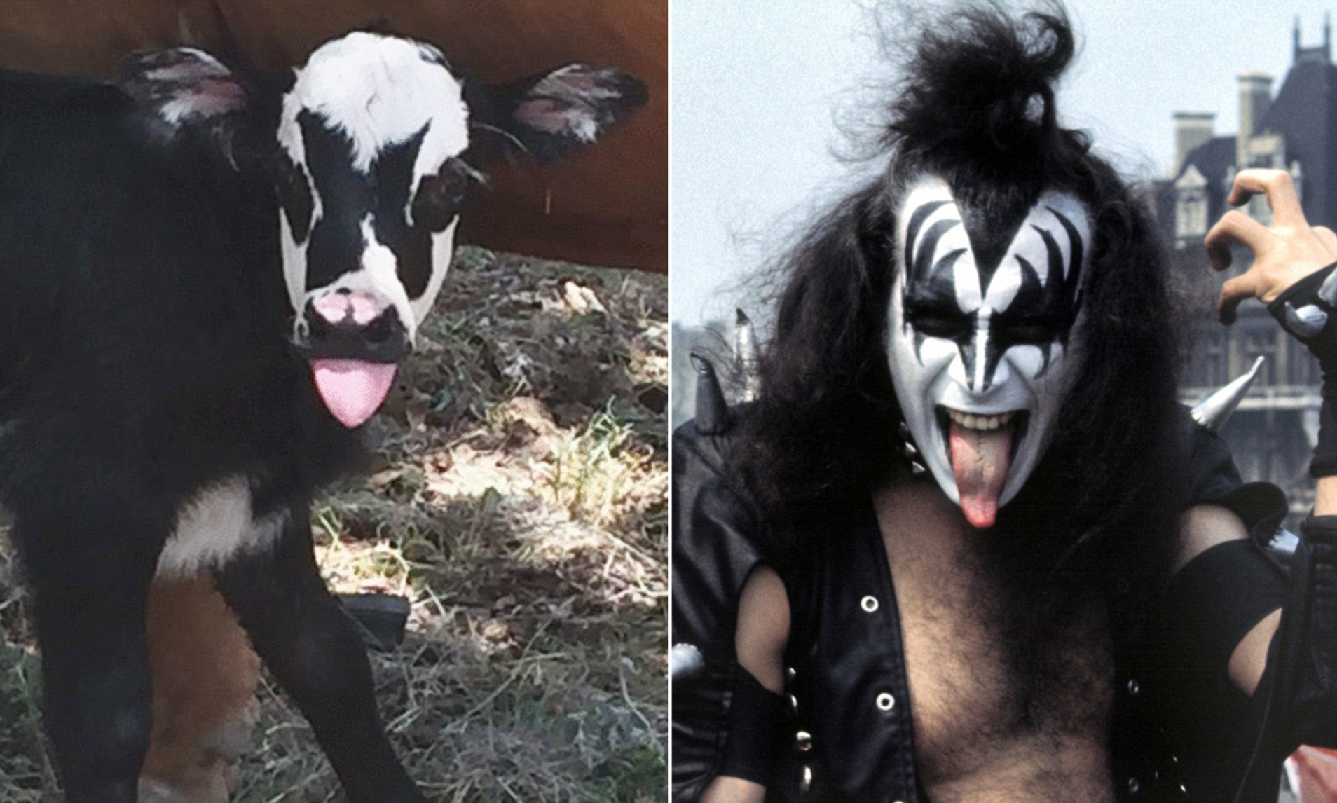 Cow's calf looks like Gene Simmons from Kiss Blank Meme Template