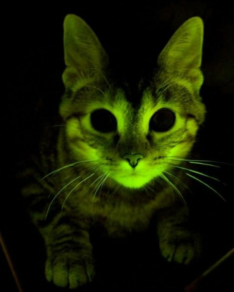Marie Curie cat glows radioactive Blank Meme Template